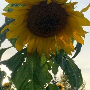 Meet your Posher, Jelyn